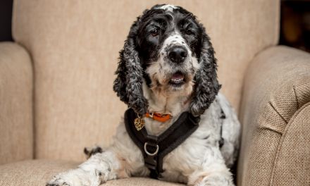 A spaniel sits on a sofa facing the camera 